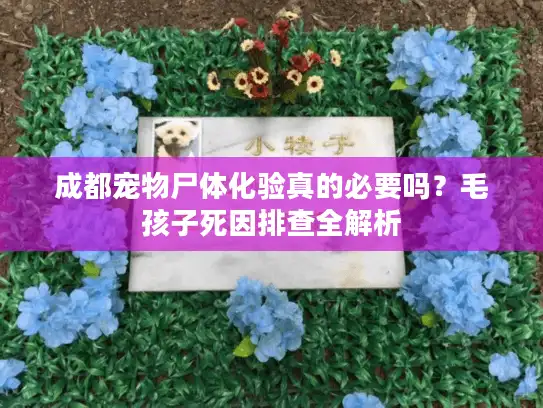 成都宠物尸体化验真的必要吗？毛孩子死因排查全解析