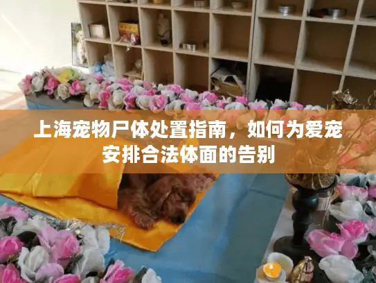 上海宠物尸体处置指南，如何为爱宠安排合法体面的告别