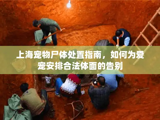 上海宠物尸体处置指南，如何为爱宠安排合法体面的告别