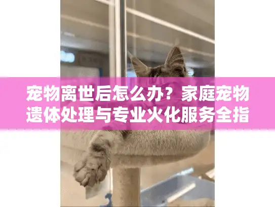 宠物离世后怎么办？家庭宠物遗体处理与专业火化服务全指南