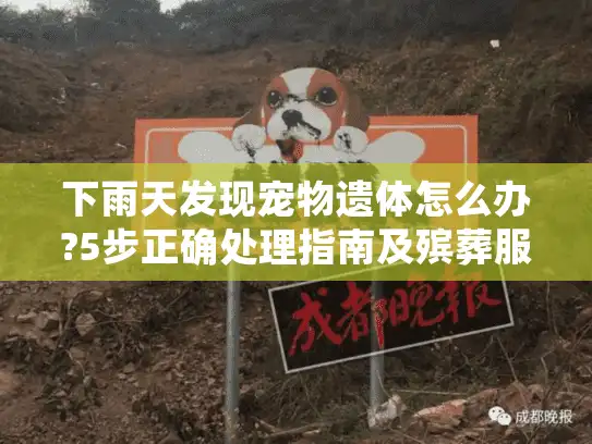 下雨天发现宠物遗体怎么办?5步正确处理指南及殡葬服务选择要点
