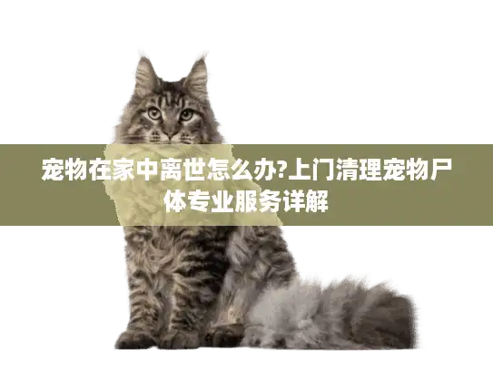 宠物在家中离世怎么办?上门清理宠物尸体专业服务详解