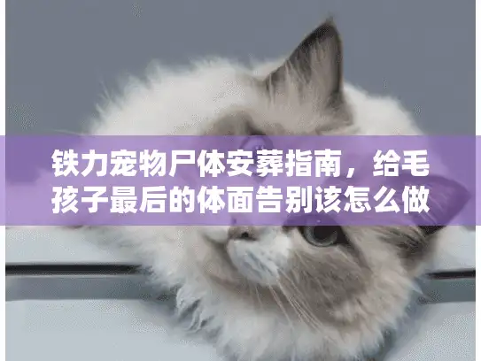 铁力宠物尸体安葬指南，给毛孩子最后的体面告别该怎么做？