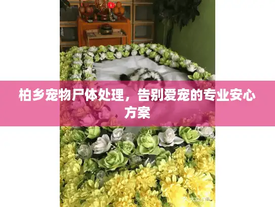 柏乡宠物尸体处理，告别爱宠的专业安心方案