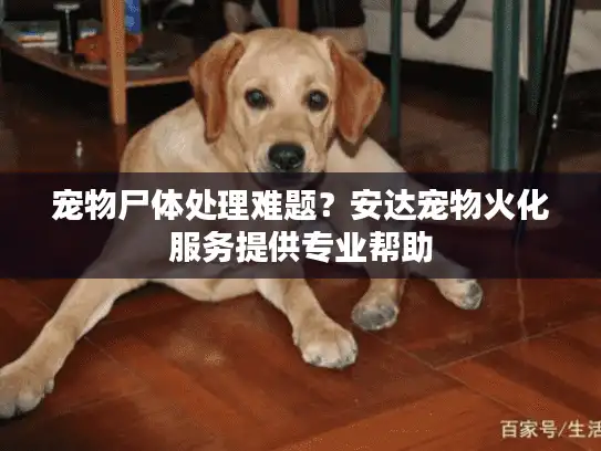 宠物尸体处理难题？安达宠物火化服务提供专业帮助