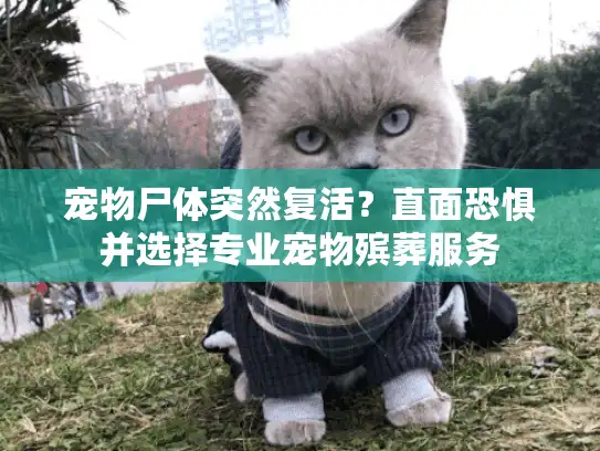 宠物尸体突然复活？直面恐惧并选择专业宠物殡葬服务