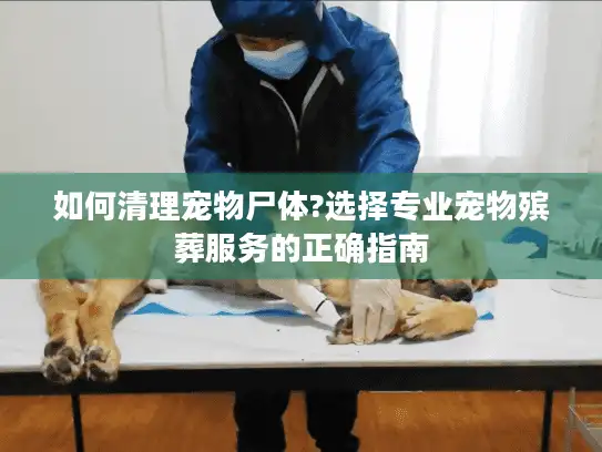 如何清理宠物尸体?选择专业宠物殡葬服务的正确指南