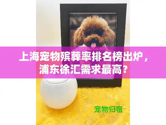 上海宠物殡葬率排名榜出炉，浦东徐汇需求最高？