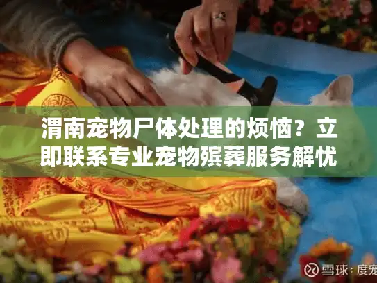 渭南宠物尸体处理的烦恼？立即联系专业宠物殡葬服务解忧！