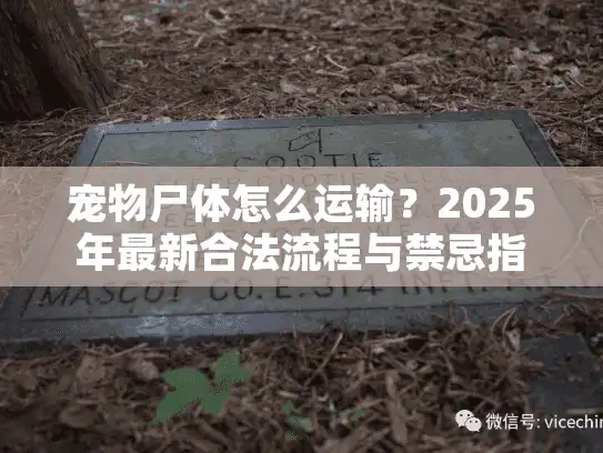 宠物尸体怎么运输？2025年最新合法流程与禁忌指南