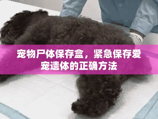 宠物尸体保存盒，紧急保存爱宠遗体的正确方法