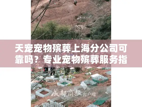 天宠宠物殡葬上海分公司可靠吗？专业宠物殡葬服务指南