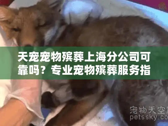 天宠宠物殡葬上海分公司可靠吗？专业宠物殡葬服务指南