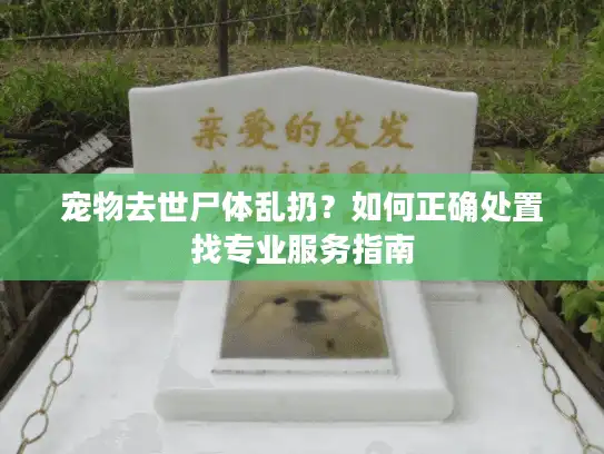 宠物去世尸体乱扔？如何正确处置找专业服务指南