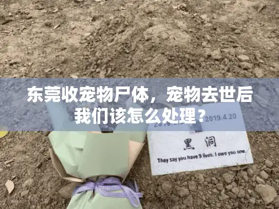 东莞收宠物尸体，宠物去世后我们该怎么处理？