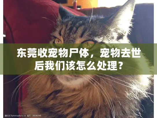 东莞收宠物尸体，宠物去世后我们该怎么处理？