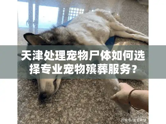天津处理宠物尸体如何选择专业宠物殡葬服务？
