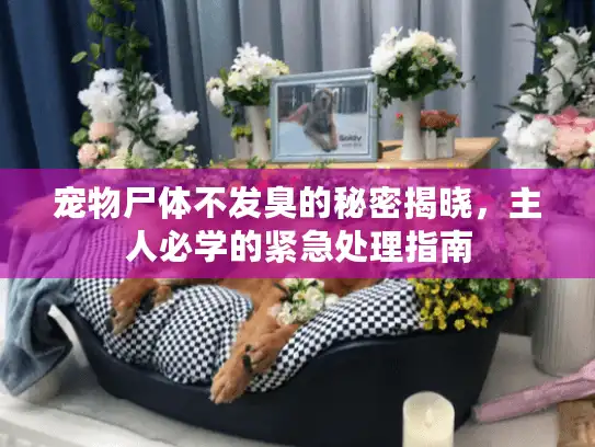 宠物尸体不发臭的秘密揭晓，主人必学的紧急处理指南