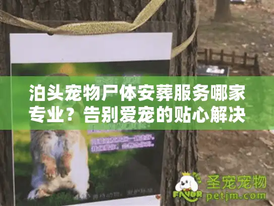 泊头宠物尸体安葬服务哪家专业？告别爱宠的贴心解决方案
