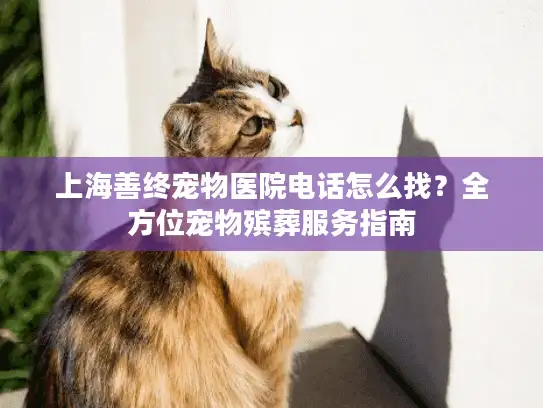 上海善终宠物医院电话怎么找？全方位宠物殡葬服务指南