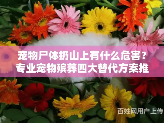 宠物尸体扔山上有什么危害？专业宠物殡葬四大替代方案推荐