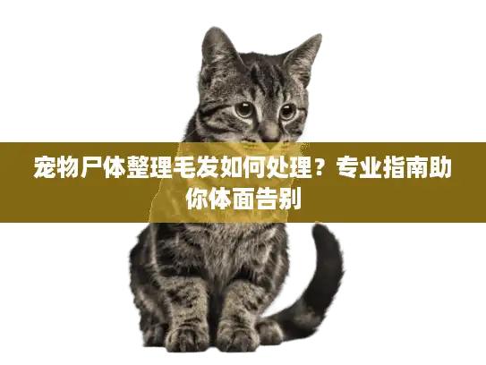 宠物尸体整理毛发如何处理？专业指南助你体面告别