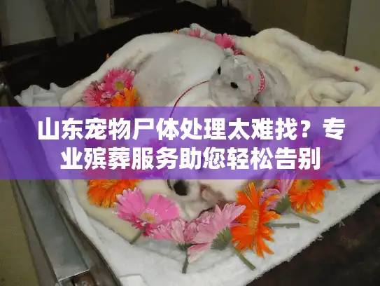 山东宠物尸体处理太难找？专业殡葬服务助您轻松告别