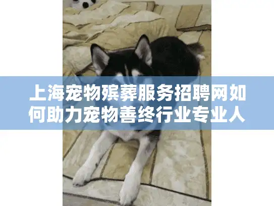 上海宠物殡葬服务招聘网如何助力宠物善终行业专业人才流通?