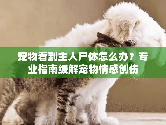 宠物看到主人尸体怎么办？专业指南缓解宠物情感创伤