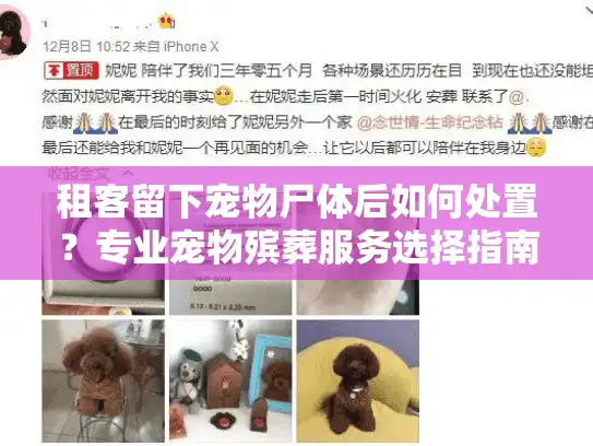 租客留下宠物尸体后如何处置？专业宠物殡葬服务选择指南