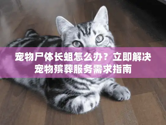 宠物尸体长蛆怎么办？立即解决宠物殡葬服务需求指南