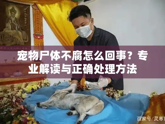 宠物尸体不腐怎么回事？专业解读与正确处理方法