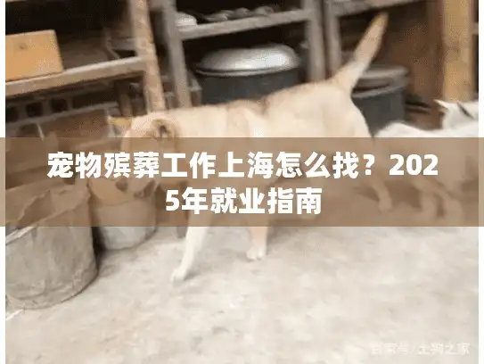 宠物殡葬工作上海怎么找？2025年就业指南
