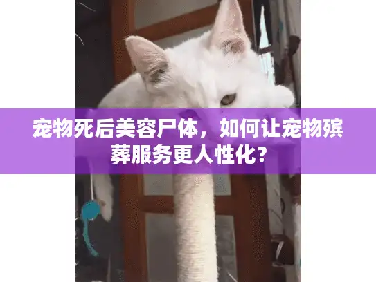 宠物死后美容尸体，如何让宠物殡葬服务更人性化？