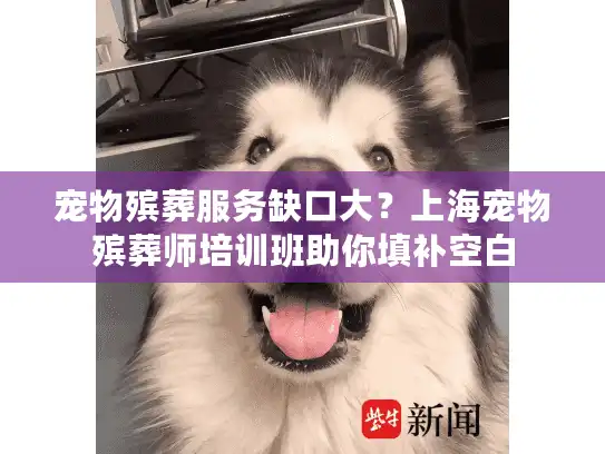 宠物殡葬服务缺口大？上海宠物殡葬师培训班助你填补空白