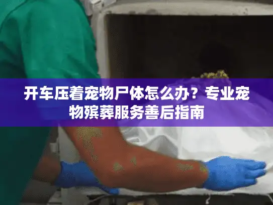 开车压着宠物尸体怎么办？专业宠物殡葬服务善后指南