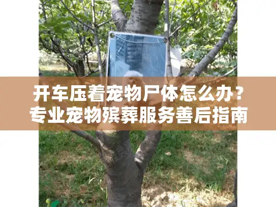 开车压着宠物尸体怎么办？专业宠物殡葬服务善后指南