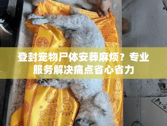 登封宠物尸体安葬麻烦？专业服务解决痛点省心省力