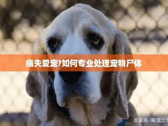 痛失爱宠?如何专业处理宠物尸体