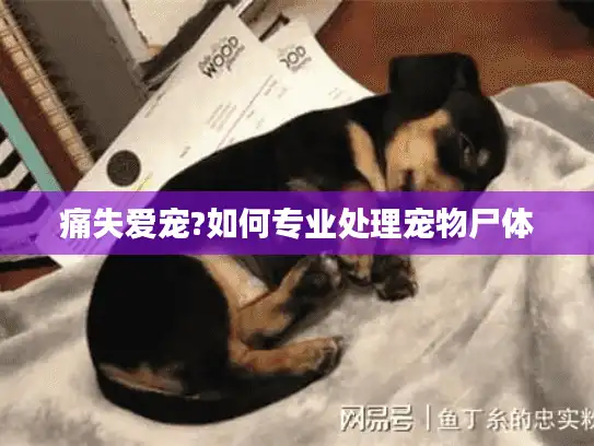 痛失爱宠?如何专业处理宠物尸体