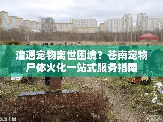 遭遇宠物离世困境？苍南宠物尸体火化一站式服务指南