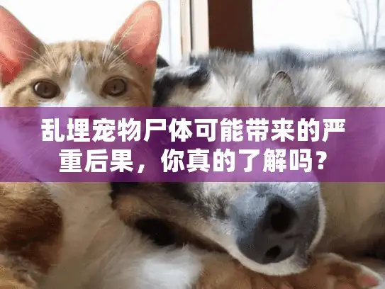 乱埋宠物尸体可能带来的严重后果，你真的了解吗？