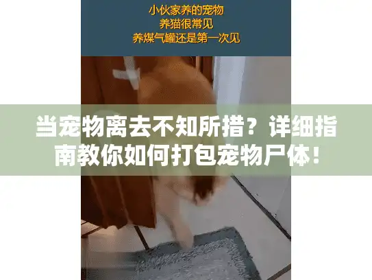 当宠物离去不知所措？详细指南教你如何打包宠物尸体！