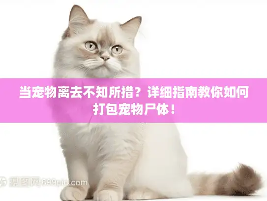 当宠物离去不知所措？详细指南教你如何打包宠物尸体！
