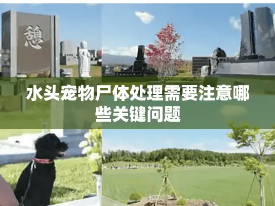 水头宠物尸体处理需要注意哪些关键问题