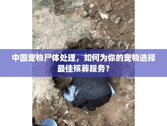 中国宠物尸体处理，如何为你的宠物选择最佳殡葬服务？