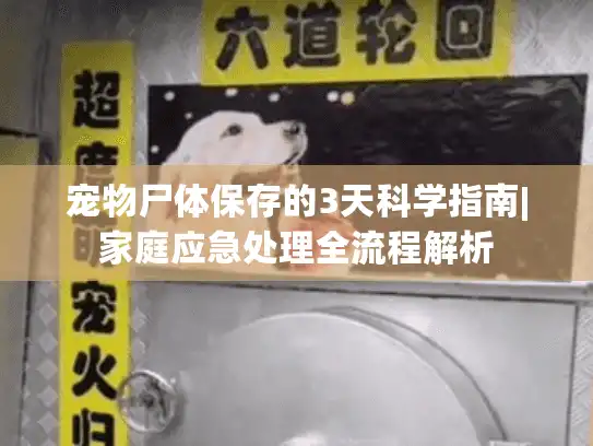 宠物尸体保存的3天科学指南|家庭应急处理全流程解析
