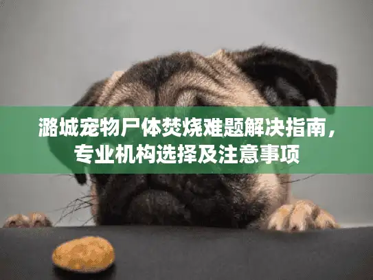 潞城宠物尸体焚烧难题解决指南，专业机构选择及注意事项