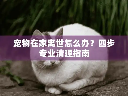 宠物在家离世怎么办？四步专业清理指南
