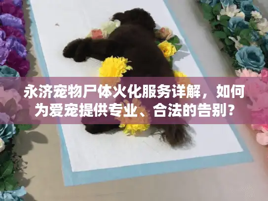 永济宠物尸体火化服务详解，如何为爱宠提供专业、合法的告别？
